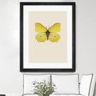 Gonepteryx rhamni by Incado on GIANT ART - multicolor animals; floral/still life