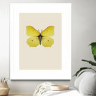 Gonepteryx rhamni by Incado on GIANT ART - multicolor animals; floral/still life