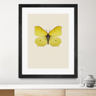 Gonepteryx rhamni by Incado on GIANT ART - multicolor animals; floral/still life