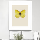 Gonepteryx rhamni by Incado on GIANT ART - multicolor animals; floral/still life