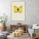 Gonepteryx rhamni by Incado on GIANT ART - multicolor animals; floral/still life