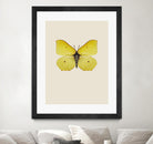 Gonepteryx rhamni by Incado on GIANT ART - multicolor animals; floral/still life