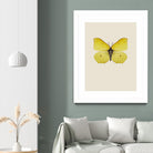 Gonepteryx rhamni by Incado on GIANT ART - multicolor animals; floral/still life