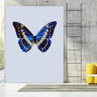 Blue Butterfly by Incado on GIANT ART - multicolor animals; floral/still life