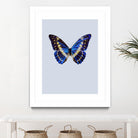 Blue Butterfly by Incado on GIANT ART - multicolor animals; floral/still life