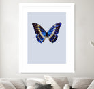 Blue Butterfly by Incado on GIANT ART - multicolor animals; floral/still life