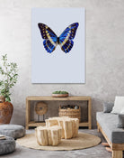 Blue Butterfly by Incado on GIANT ART - multicolor animals; floral/still life