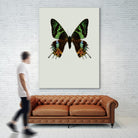 Chrysiridia rhipheus by Incado on GIANT ART - multicolor animals; floral/still life