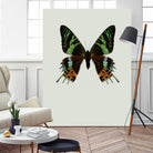 Chrysiridia rhipheus by Incado on GIANT ART - multicolor animals; floral/still life