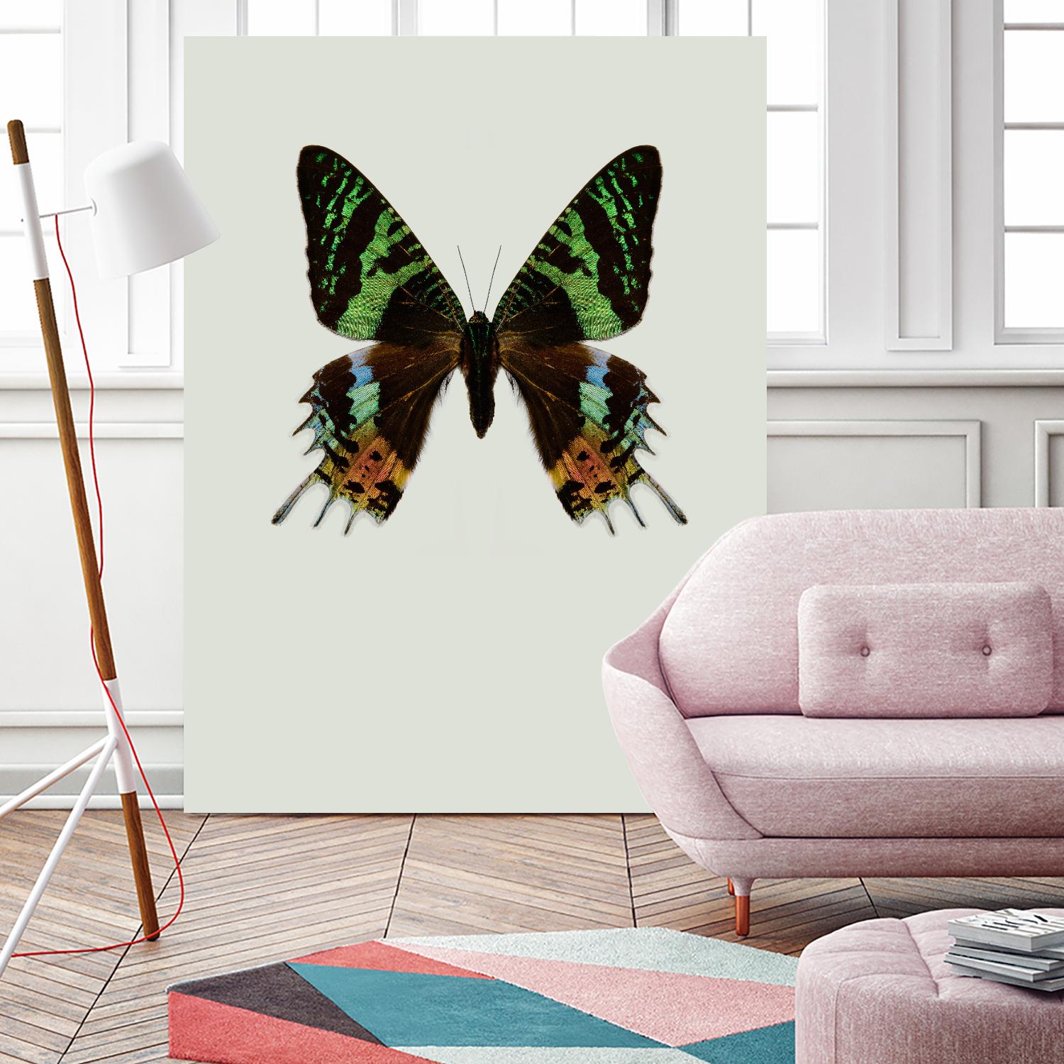 Chrysiridia rhipheus by Incado on GIANT ART - multicolor animals; floral/still life