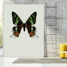 Chrysiridia rhipheus by Incado on GIANT ART - multicolor animals; floral/still life