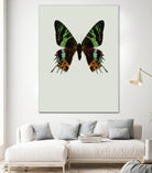 Chrysiridia rhipheus by Incado on GIANT ART - multicolor animals; floral/still life