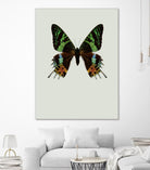 Chrysiridia rhipheus by Incado on GIANT ART - multicolor animals; floral/still life