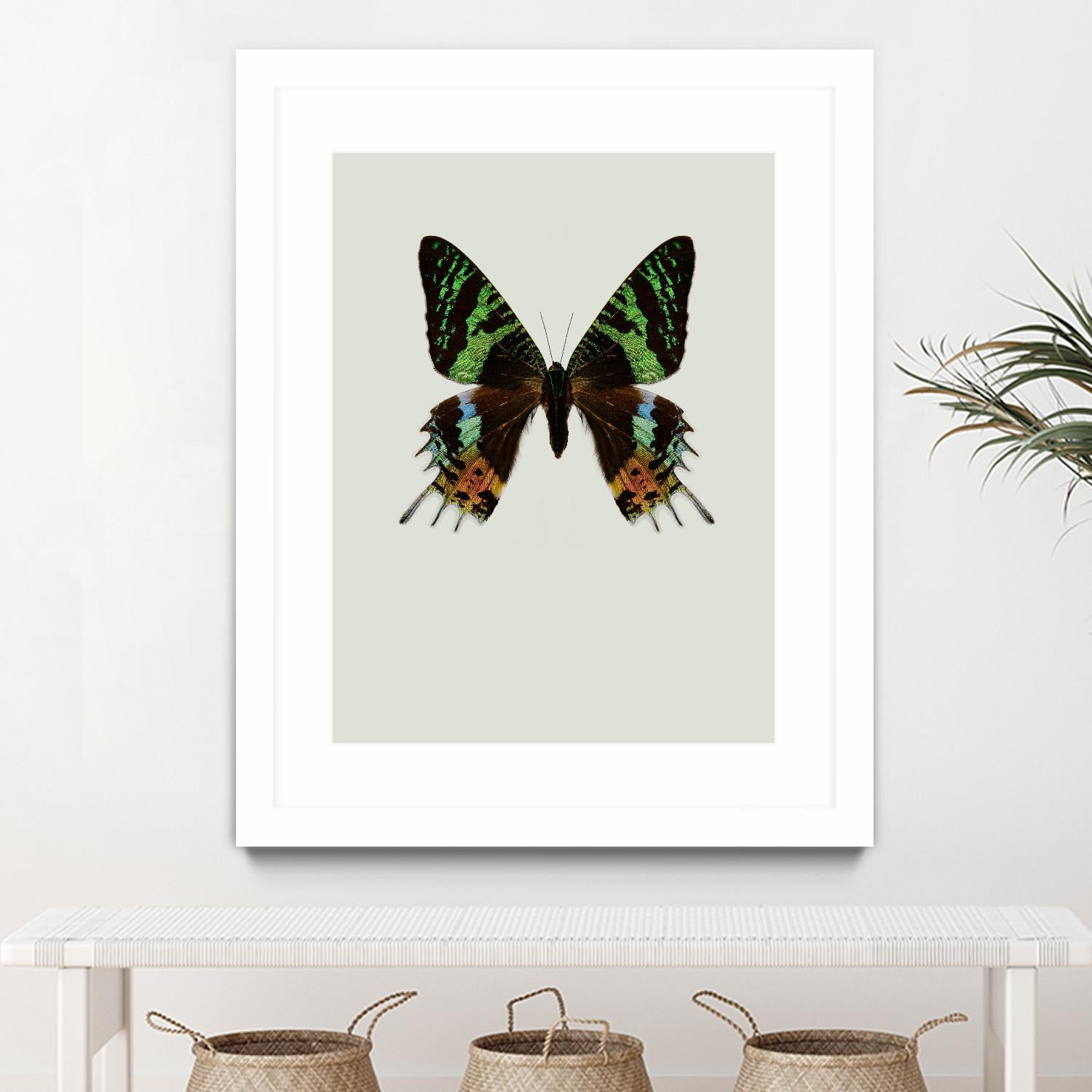 Chrysiridia rhipheus by Incado on GIANT ART - multicolor animals; floral/still life