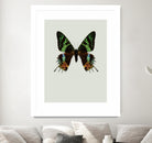 Chrysiridia rhipheus by Incado on GIANT ART - multicolor animals; floral/still life