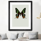 Chrysiridia rhipheus by Incado on GIANT ART - multicolor animals; floral/still life