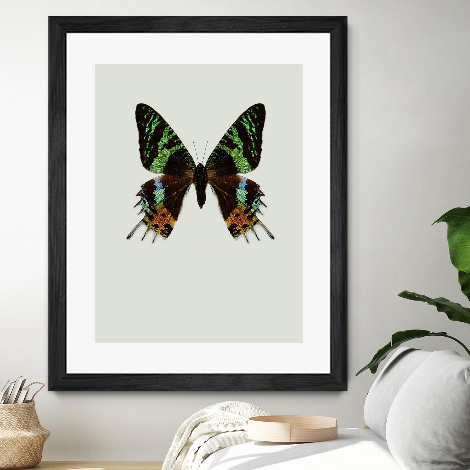 Chrysiridia rhipheus by Incado on GIANT ART - multicolor animals; floral/still life