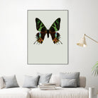 Chrysiridia rhipheus by Incado on GIANT ART - multicolor animals; floral/still life