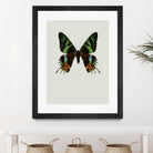 Chrysiridia rhipheus by Incado on GIANT ART - multicolor animals; floral/still life