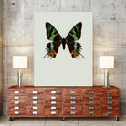 Chrysiridia rhipheus by Incado on GIANT ART - multicolor animals; floral/still life