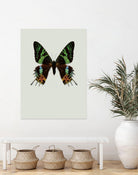 Chrysiridia rhipheus by Incado on GIANT ART - multicolor animals; floral/still life