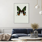 Chrysiridia rhipheus by Incado on GIANT ART - multicolor animals; floral/still life