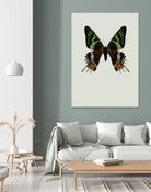 Chrysiridia rhipheus by Incado on GIANT ART - multicolor animals; floral/still life