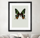 Chrysiridia rhipheus by Incado on GIANT ART - multicolor animals; floral/still life