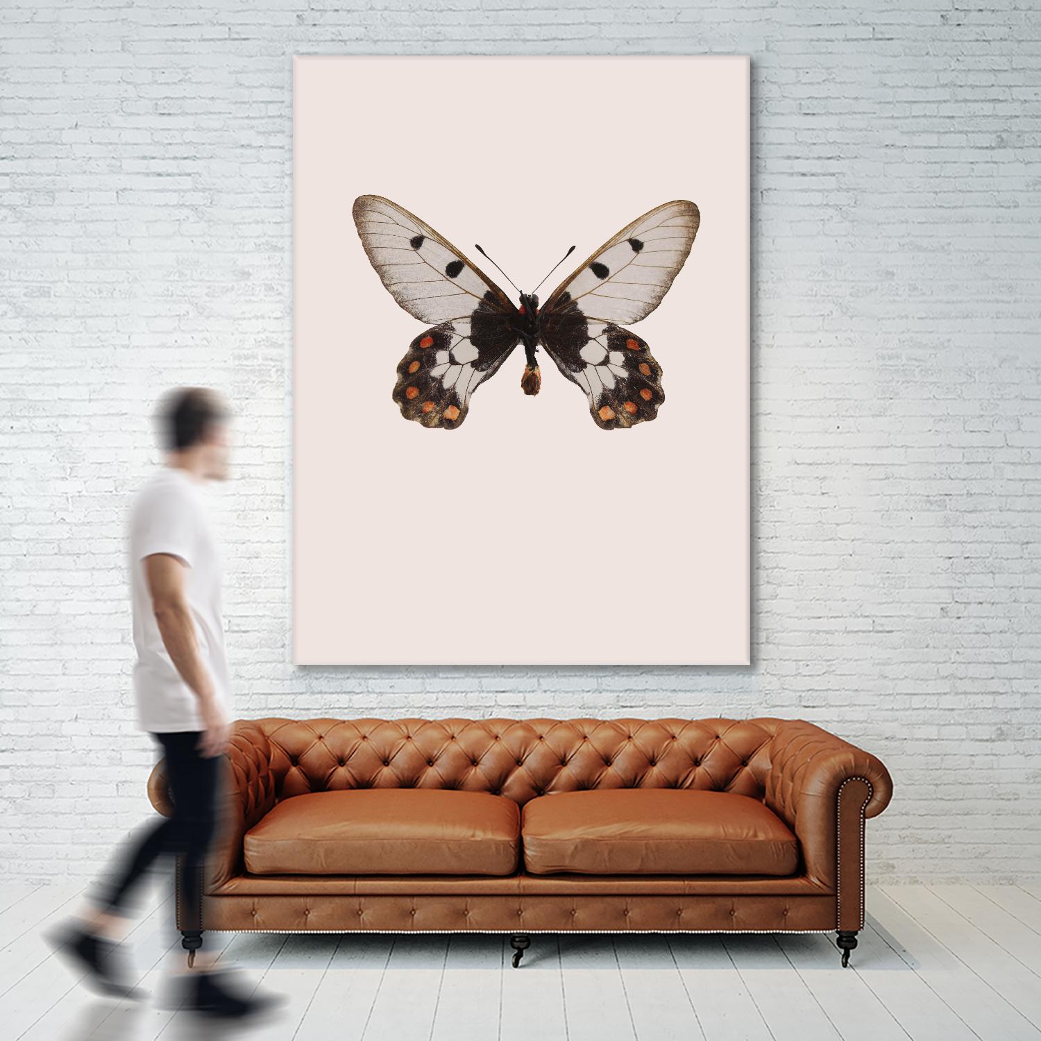 Cressida cressida by Incado on GIANT ART - multicolor animals; floral/still life