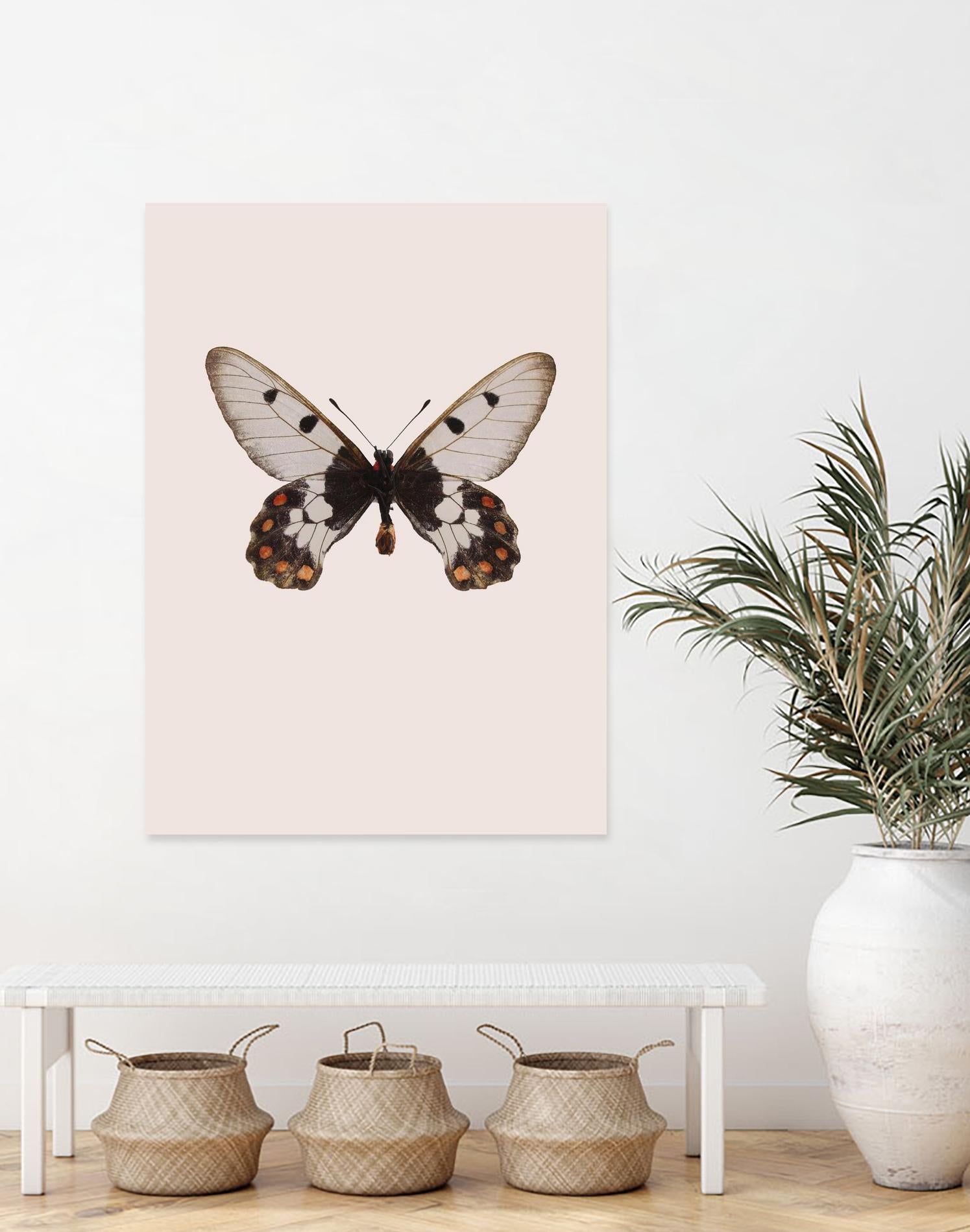 Cressida cressida by Incado on GIANT ART - multicolor animals; floral/still life