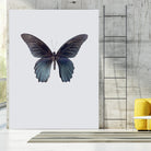 Great Mormon by Incado on GIANT ART - multicolor animals; floral/still life