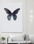 Great Mormon by Incado on GIANT ART - multicolor animals; floral/still life