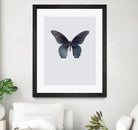 Great Mormon by Incado on GIANT ART - multicolor animals; floral/still life