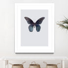 Great Mormon by Incado on GIANT ART - multicolor animals; floral/still life