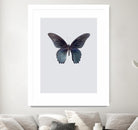 Great Mormon by Incado on GIANT ART - multicolor animals; floral/still life