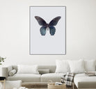 Great Mormon by Incado on GIANT ART - multicolor animals; floral/still life