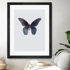 Great Mormon by Incado on GIANT ART - multicolor animals; floral/still life