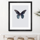 Great Mormon by Incado on GIANT ART - multicolor animals; floral/still life