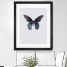 Great Mormon by Incado on GIANT ART - multicolor animals; floral/still life