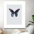 Great Mormon by Incado on GIANT ART - multicolor animals; floral/still life