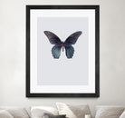 Great Mormon by Incado on GIANT ART - multicolor animals; floral/still life