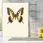 Papilio machaon by Incado on GIANT ART - multicolor animals; floral/still life