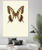 Papilio machaon by Incado on GIANT ART - multicolor animals; floral/still life
