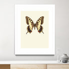 Papilio machaon by Incado on GIANT ART - multicolor animals; floral/still life