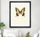 Papilio machaon by Incado on GIANT ART - multicolor animals; floral/still life