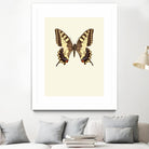 Papilio machaon by Incado on GIANT ART - multicolor animals; floral/still life