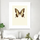 Papilio machaon by Incado on GIANT ART - multicolor animals; floral/still life
