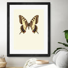 Papilio machaon by Incado on GIANT ART - multicolor animals; floral/still life