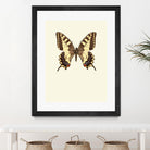 Papilio machaon by Incado on GIANT ART - multicolor animals; floral/still life