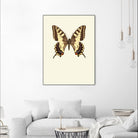 Papilio machaon by Incado on GIANT ART - multicolor animals; floral/still life
